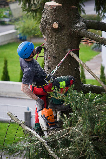 Lawn Pest Prevention in Hardin, MT