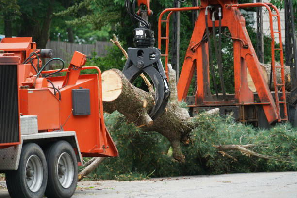 How Our Tree Care Process Works  in  Hardin, MT